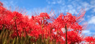 秋分の日はどのようにして過ごすのがベスト？