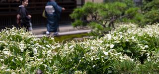 「半夏生」とはどのような日か？