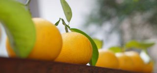 わずかに現存する貴重な旧八朔の風習
