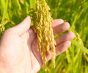 日本の伝統行事のひとつ「虫送り」とは?