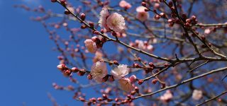如月は何月のことを指す？　なぜ如月と呼ばれるのか