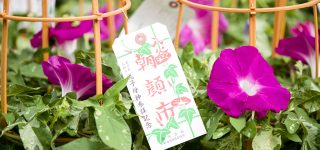 朝顔市とはどんなイベントか～開催地などを解説
